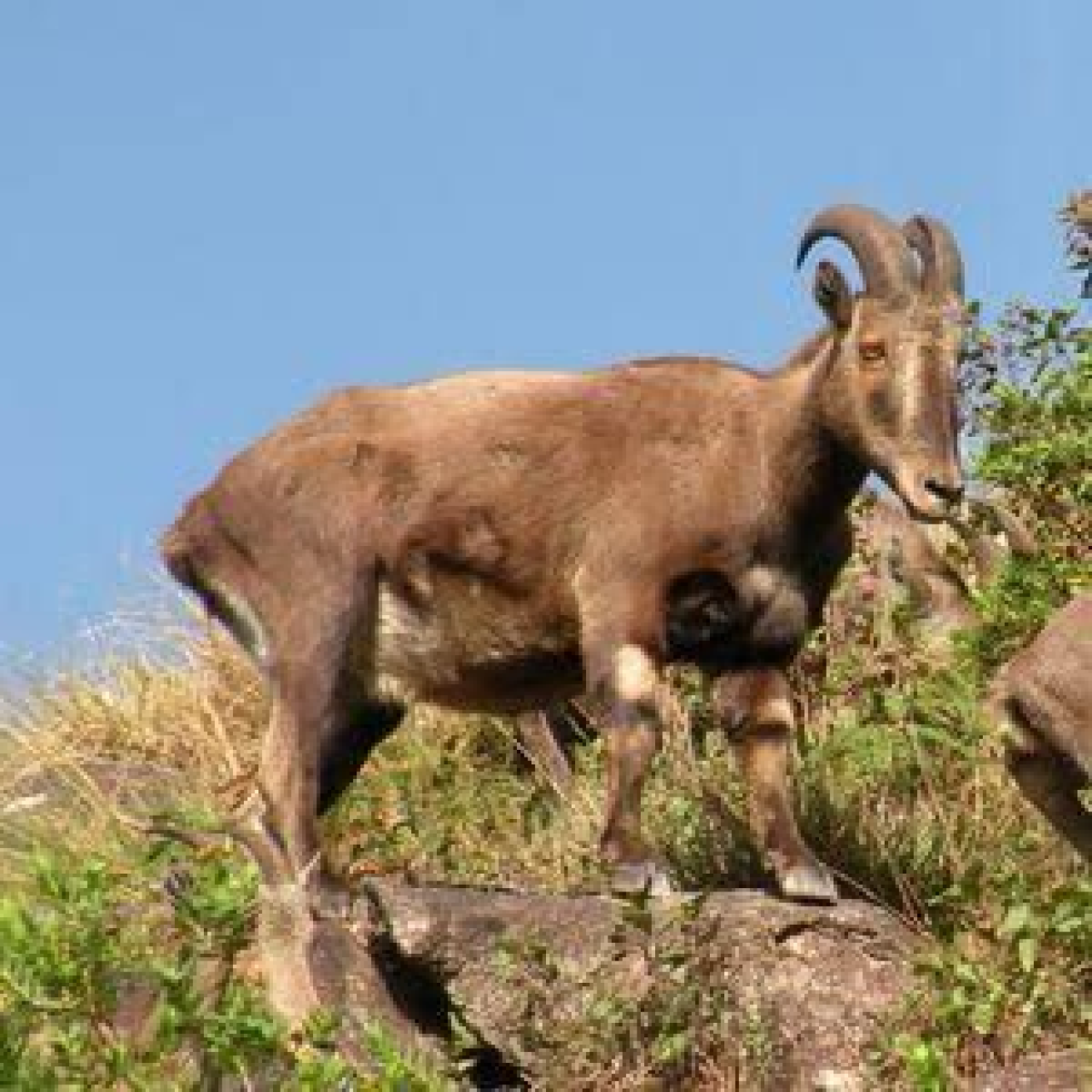 नीलगिरि तहर जनगणना: तमिलनाडु वन विभागाची तयारी