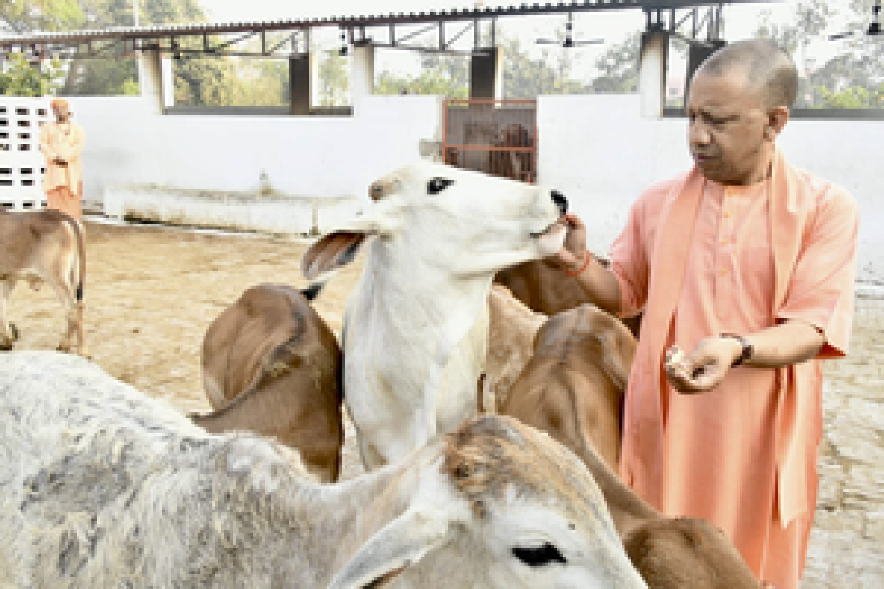 यूपीमध्ये गो-आश्रय स्थळांची उच्च तंत्रज्ञानाने निगरानी