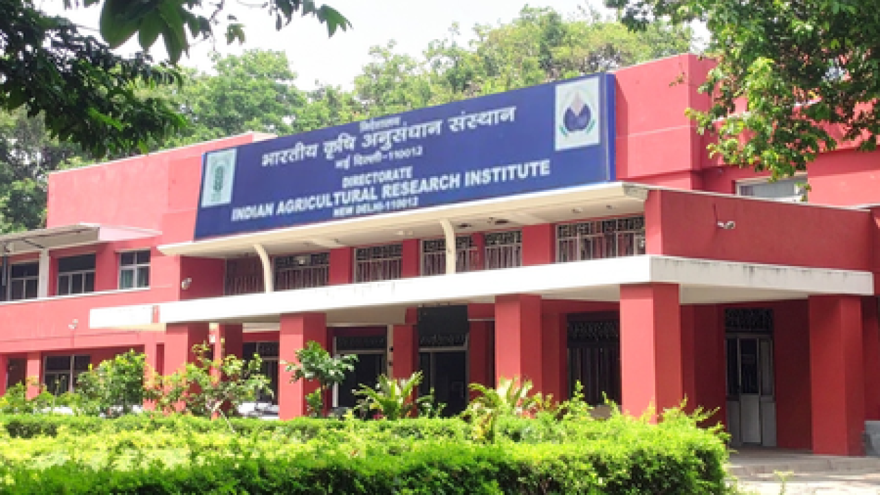 आईएआरआईमध्ये फील्ड असिस्टंट वर्कर आणि यंग प्रोफेशनल पदांसाठी भरती सुरू
