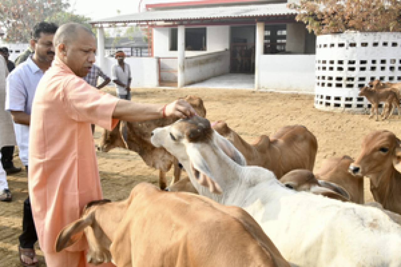 उत्तर प्रदेशात 40% दुग्ध उत्पादन वाढ, योगी सरकारची ऐतिहासिक उपलब्धी