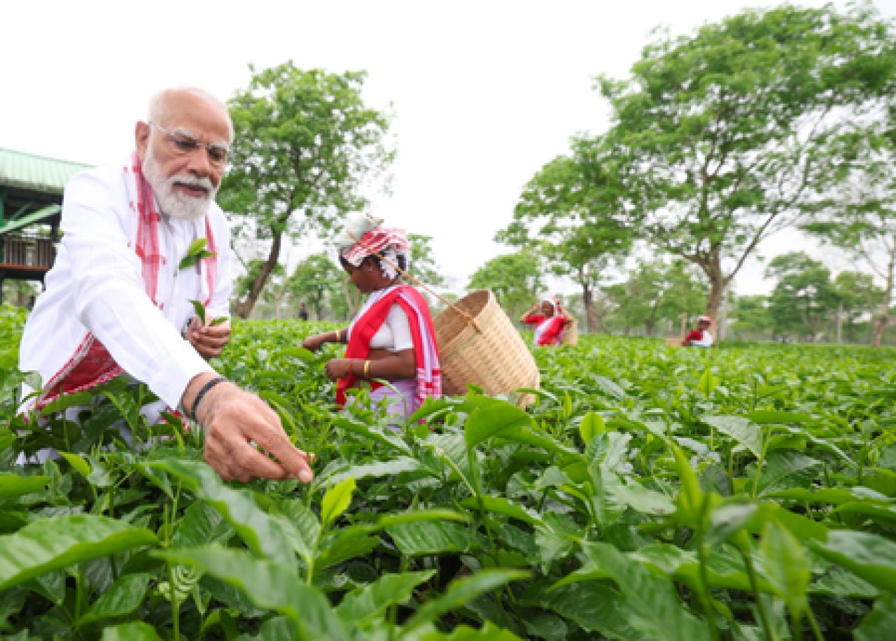 पीएम मोदीने डिब्रूगढ़च्या चहा बागानाला भेट दिली