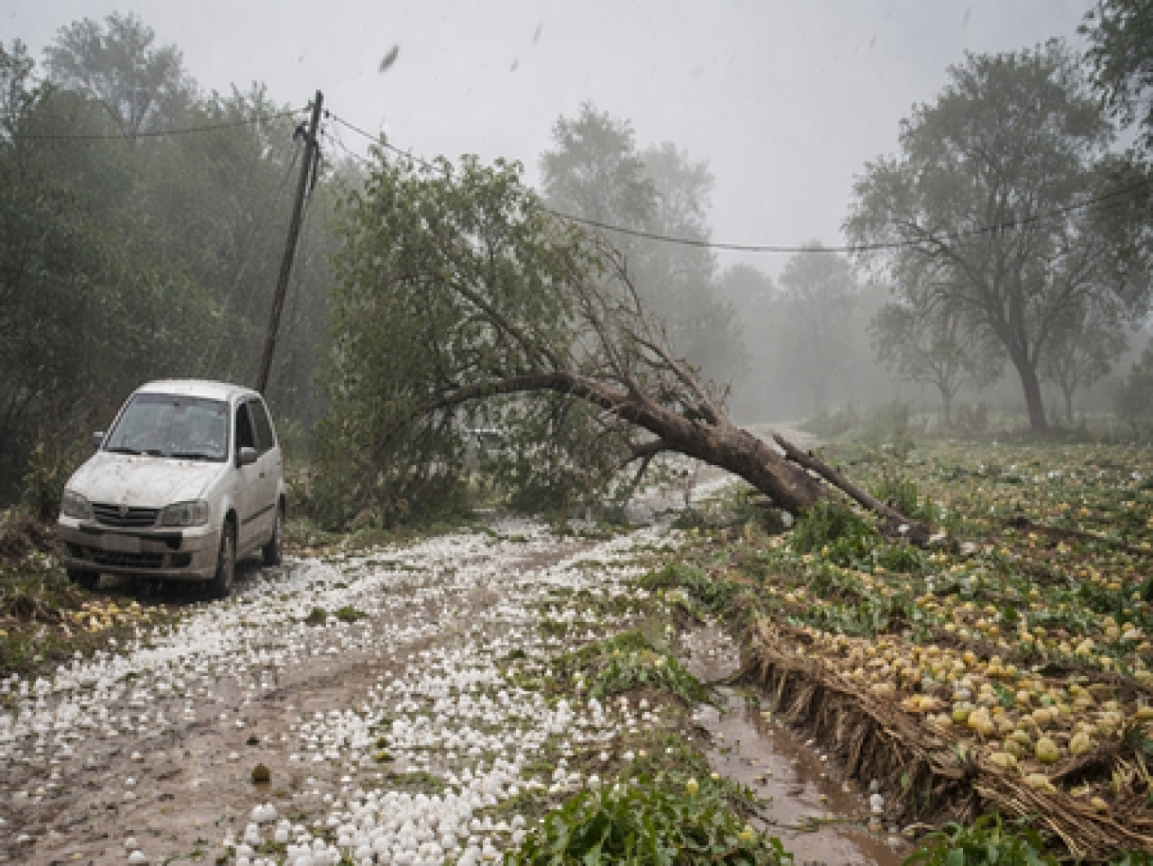 मध्य प्रदेशात ओलावृष्टि आणि वादळामुळे दोन मृत्यू, शेतकऱ्यांना मोठा नुकसान