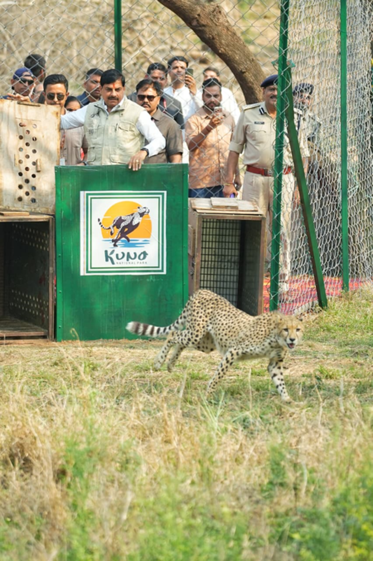 मध्य प्रदेशात कूनो राष्ट्रीय उद्यानात दोन मादा चीत्यांचे विमोचन